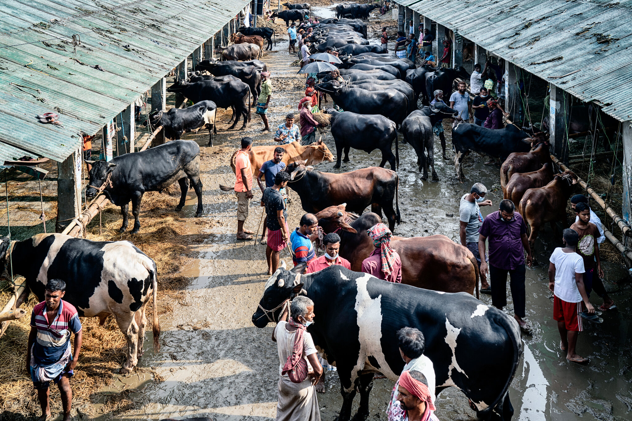 Livestock 1