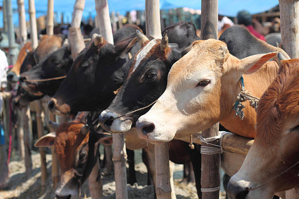 Livestock 4