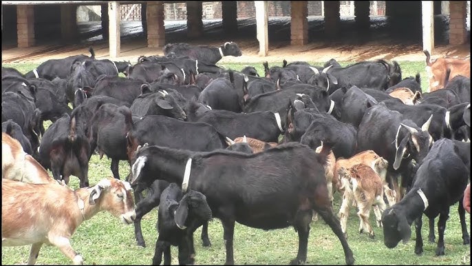 Livestock 6